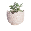 Immagine di vaso ananas a metà in ceramica colore bianco