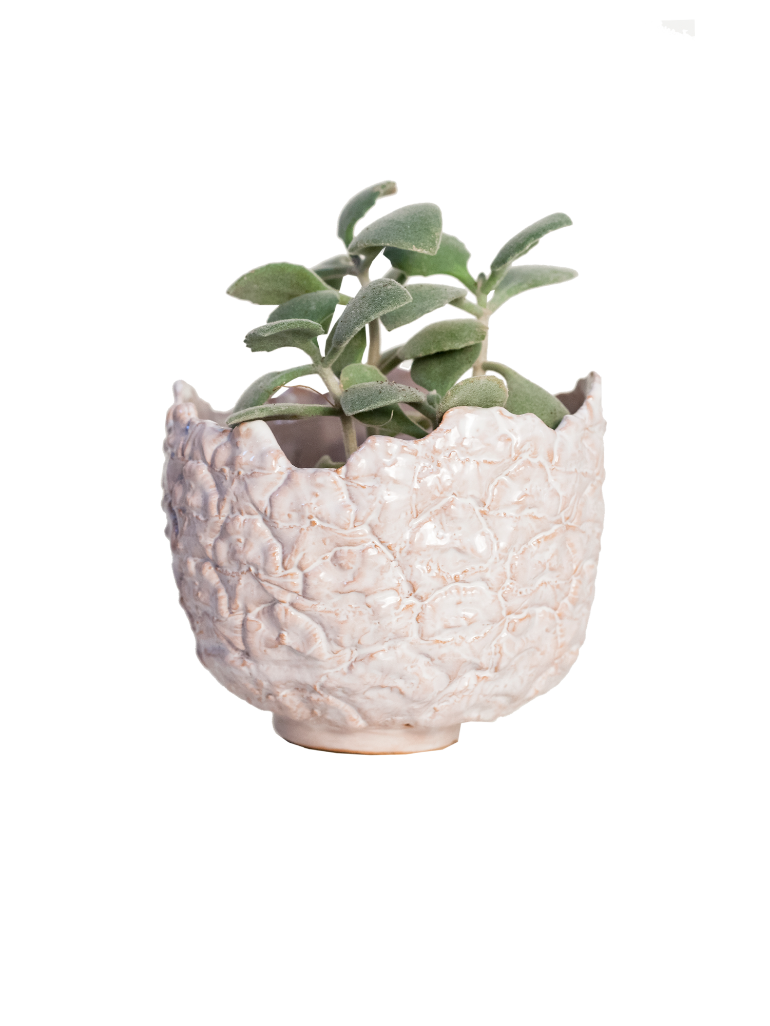 Immagine di vaso ananas a metà in ceramica colore bianco